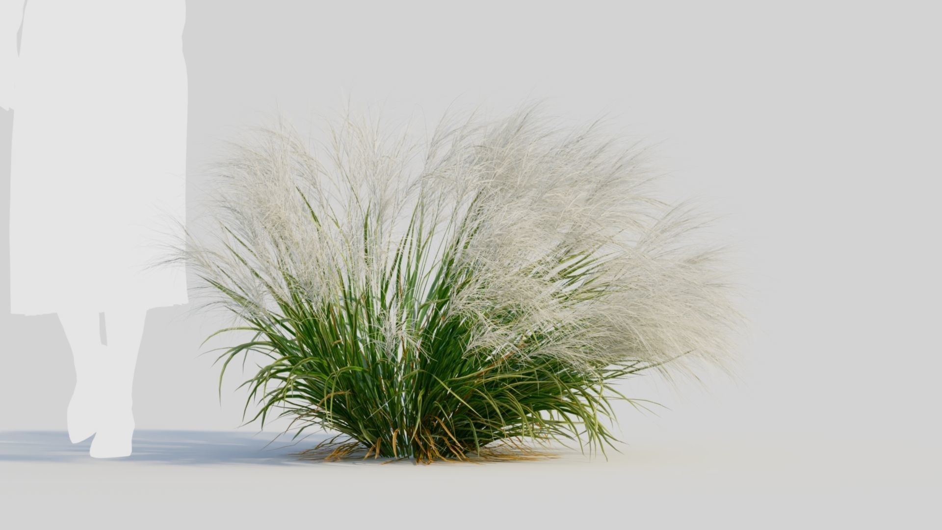 Nassella tenuissima c 3D model_5