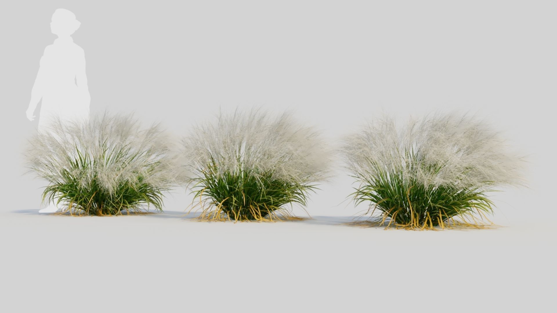 Nassella tenuissima c 3D model_1