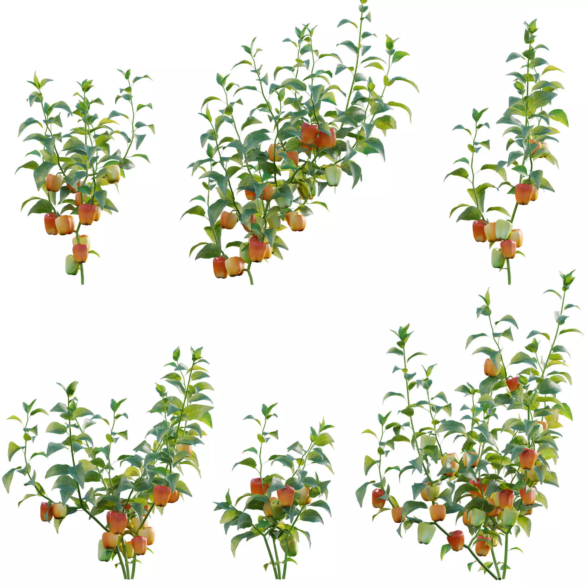 Capsicum annuum - Bell pepper 3D model