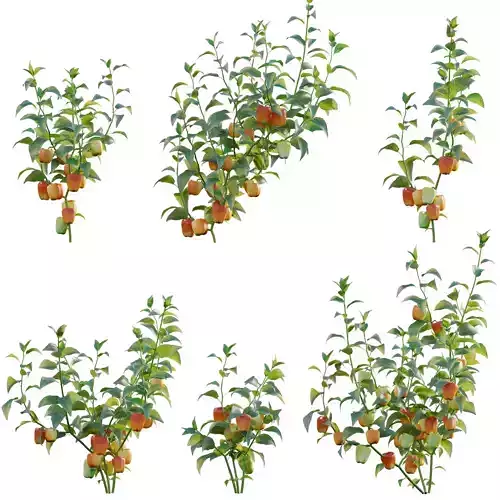 Capsicum annuum - Bell pepper