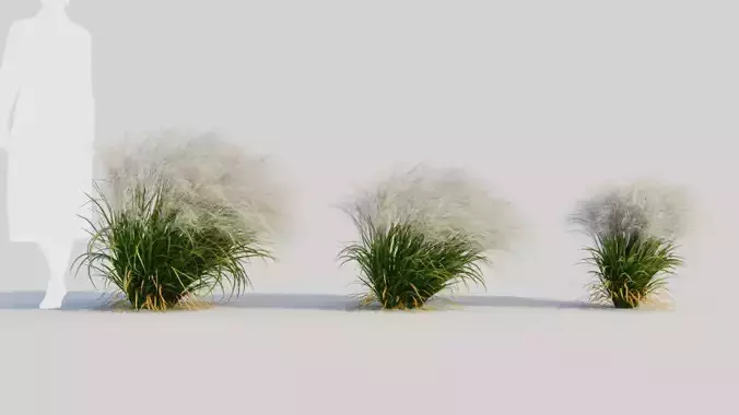 Nassella tenuissima d