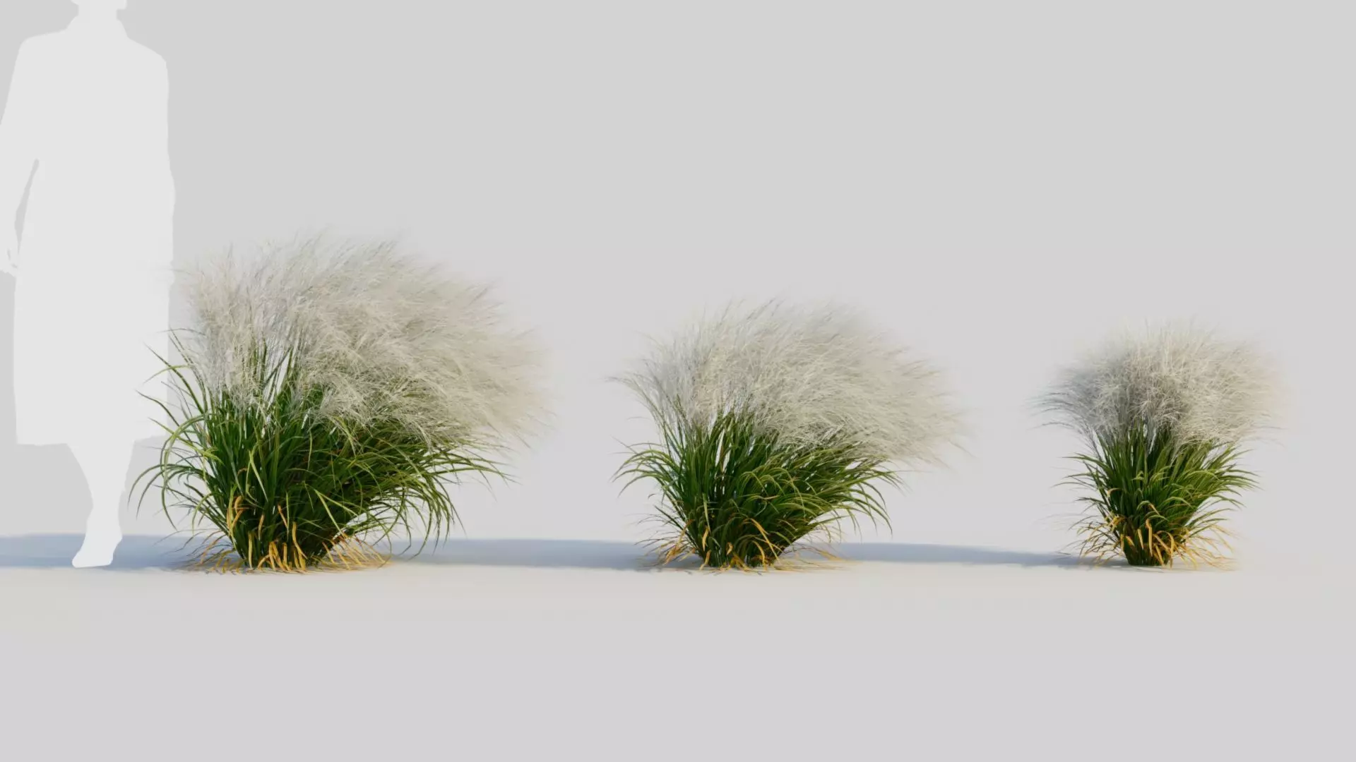 Nassella tenuissima d 3D model_0