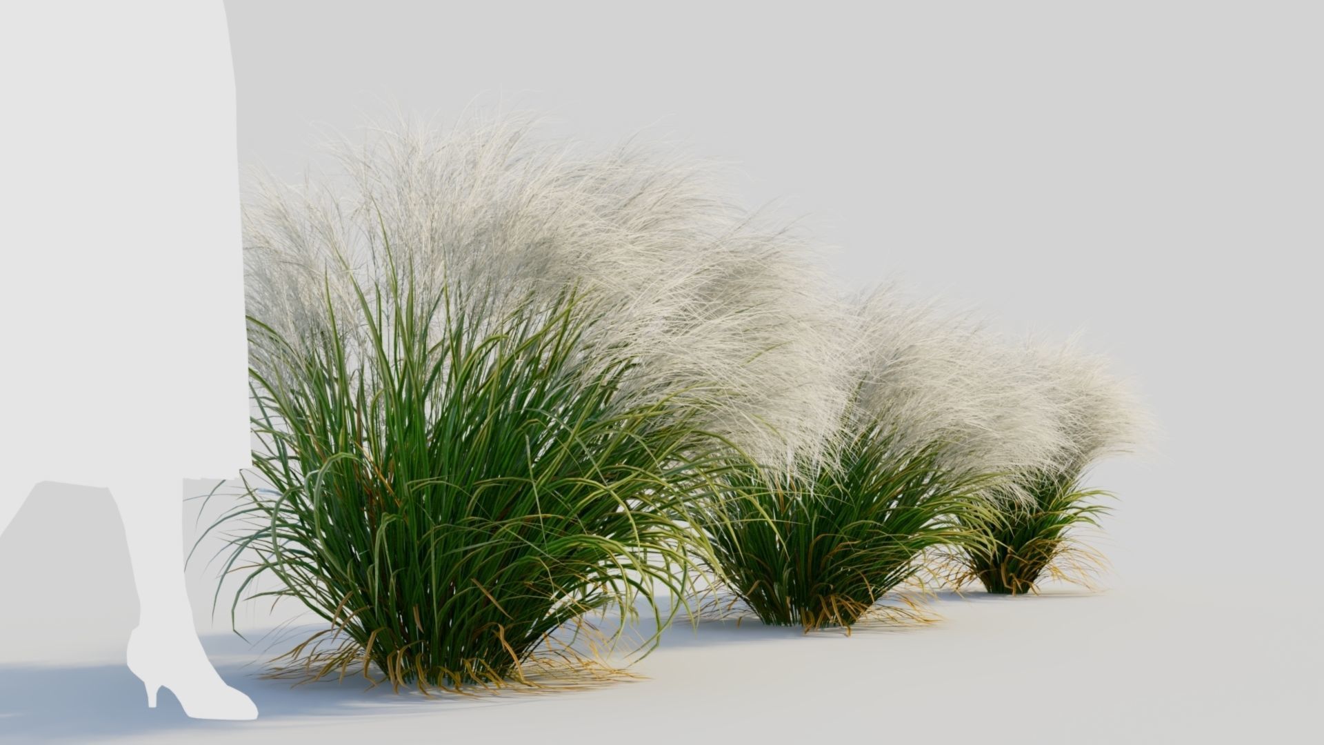 Nassella tenuissima d 3D model_3