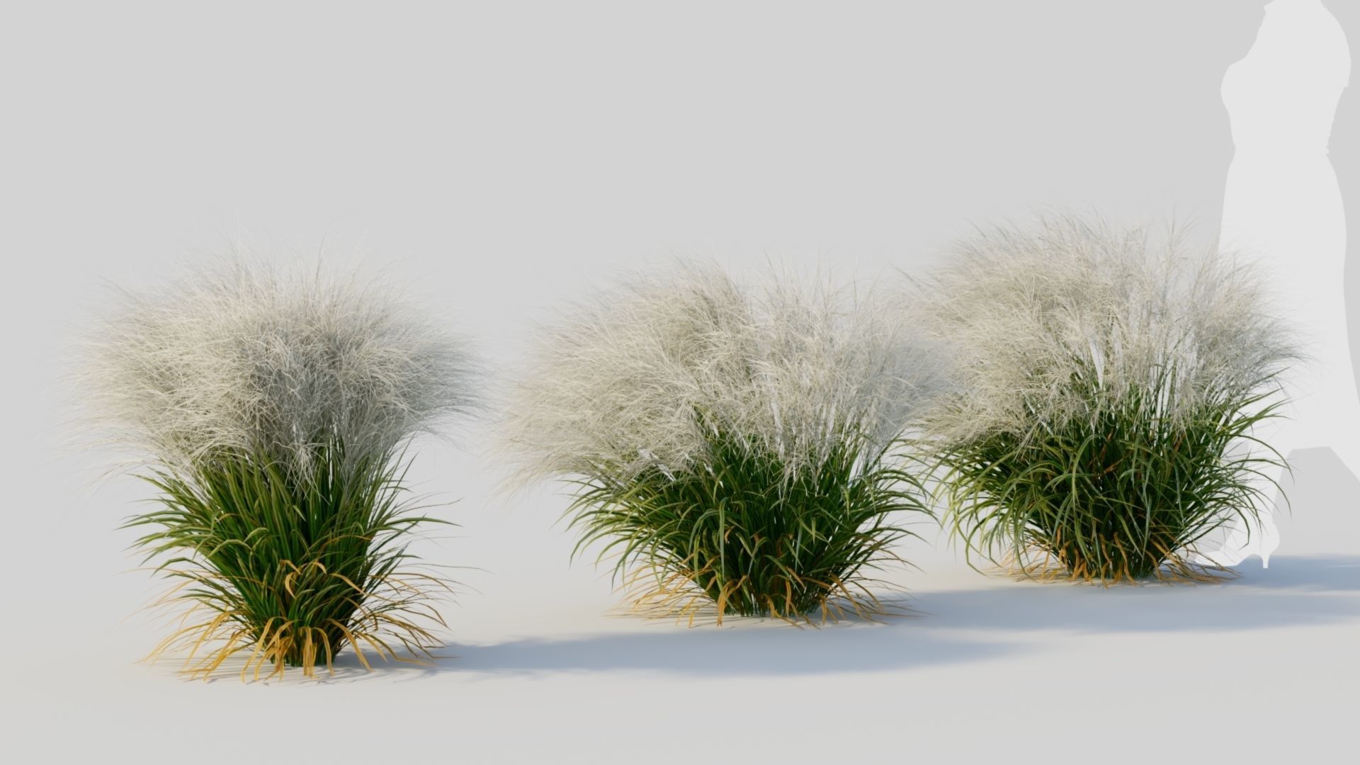 Nassella tenuissima d 3D model_4