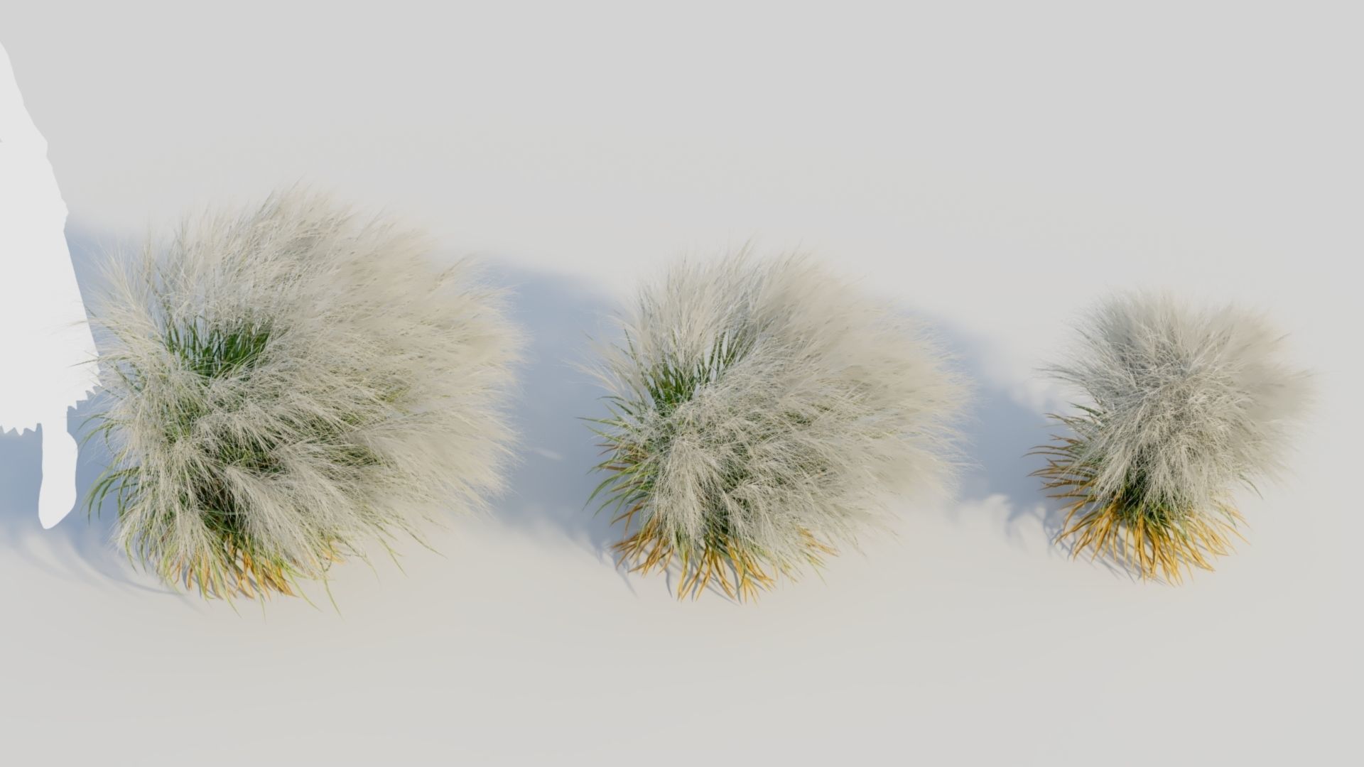 Nassella tenuissima d 3D model_2