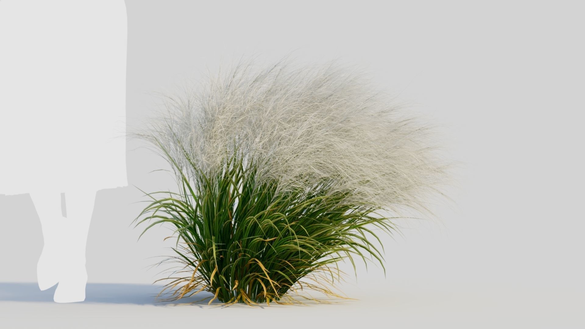 Nassella tenuissima d 3D model_6