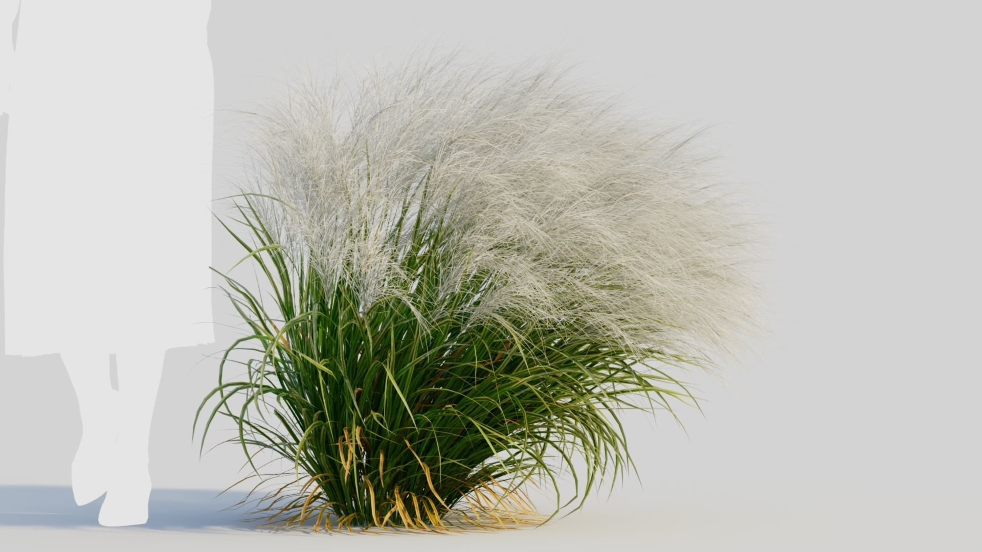 Nassella tenuissima d 3D model_5