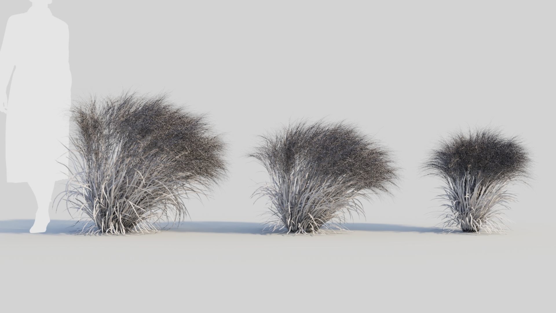 Nassella tenuissima d 3D model_8