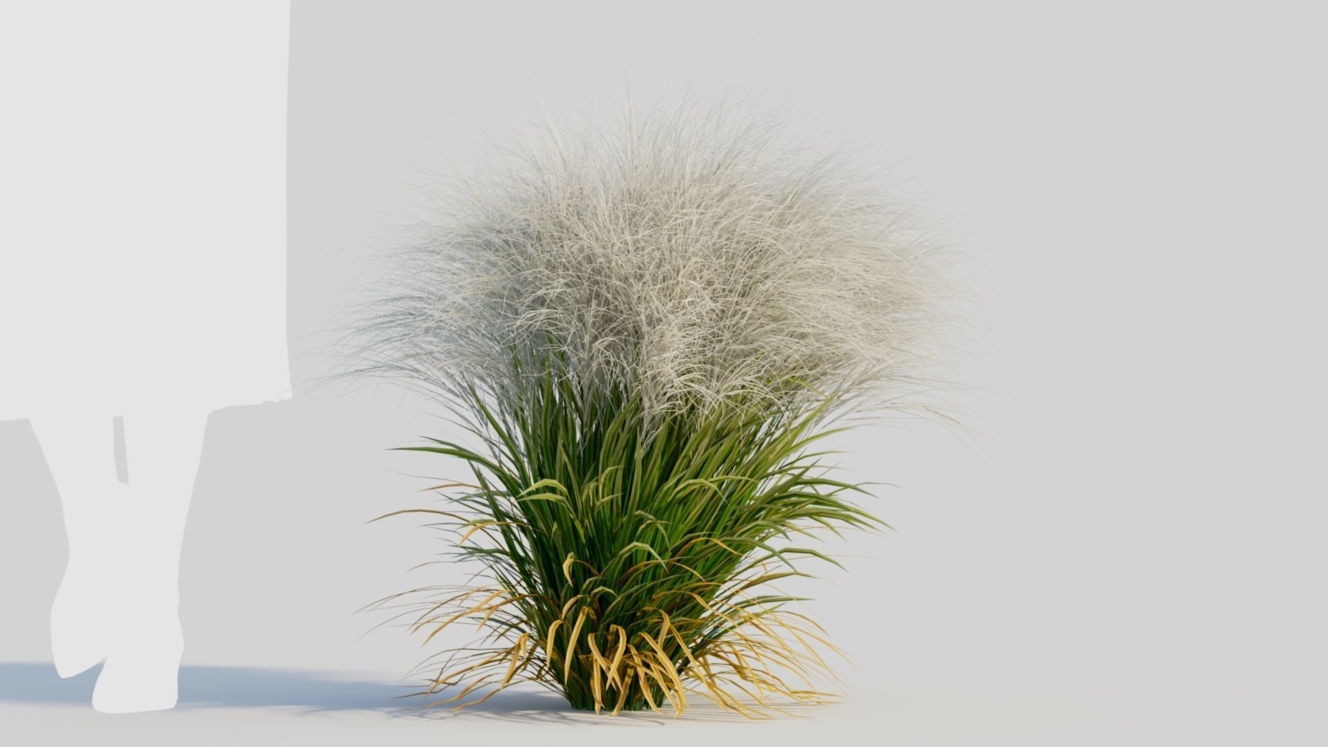 Nassella tenuissima d 3D model_7