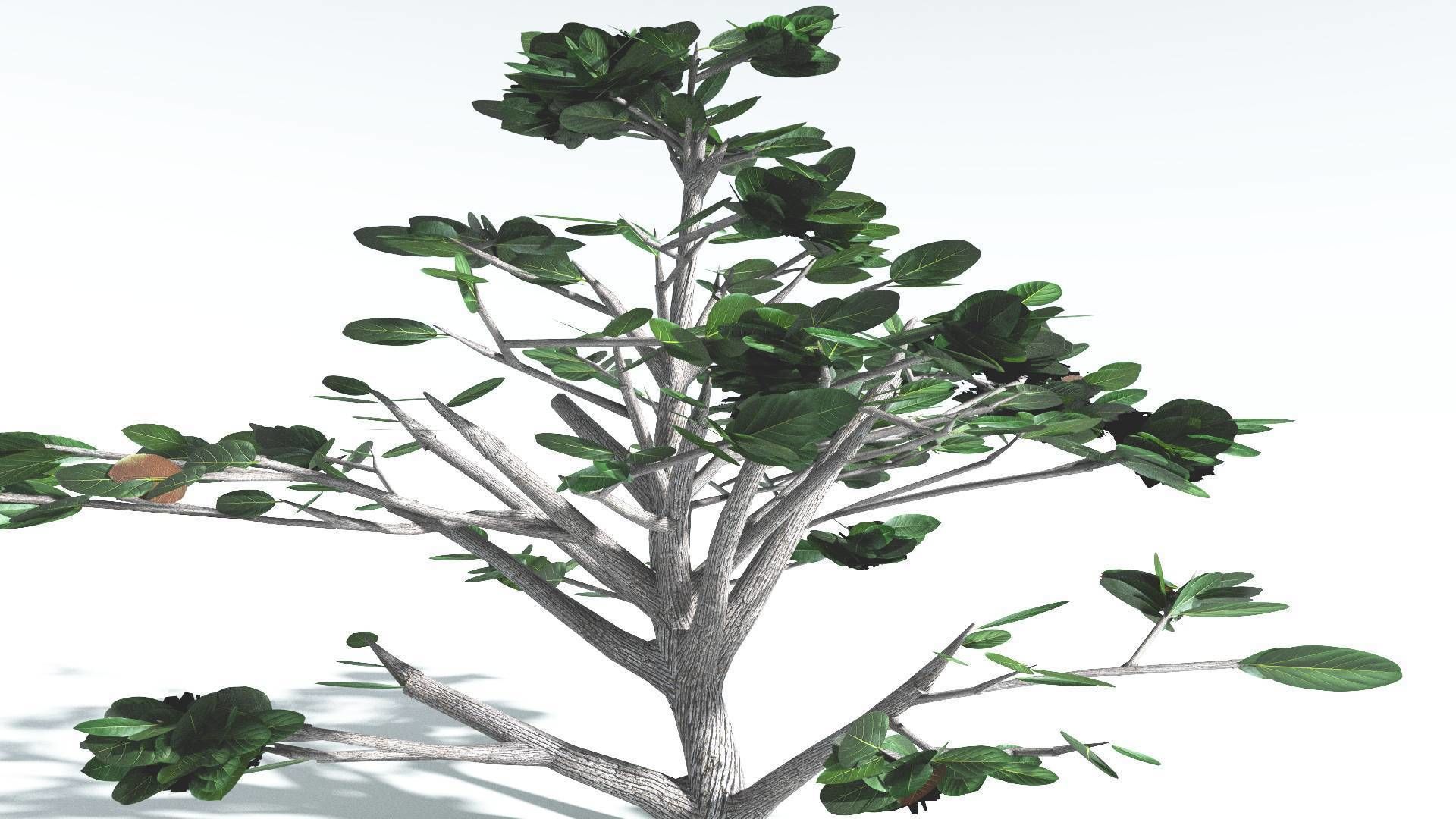 EVERYPlant Tree Heliotrope 4 --14 Models-- 3D model_26