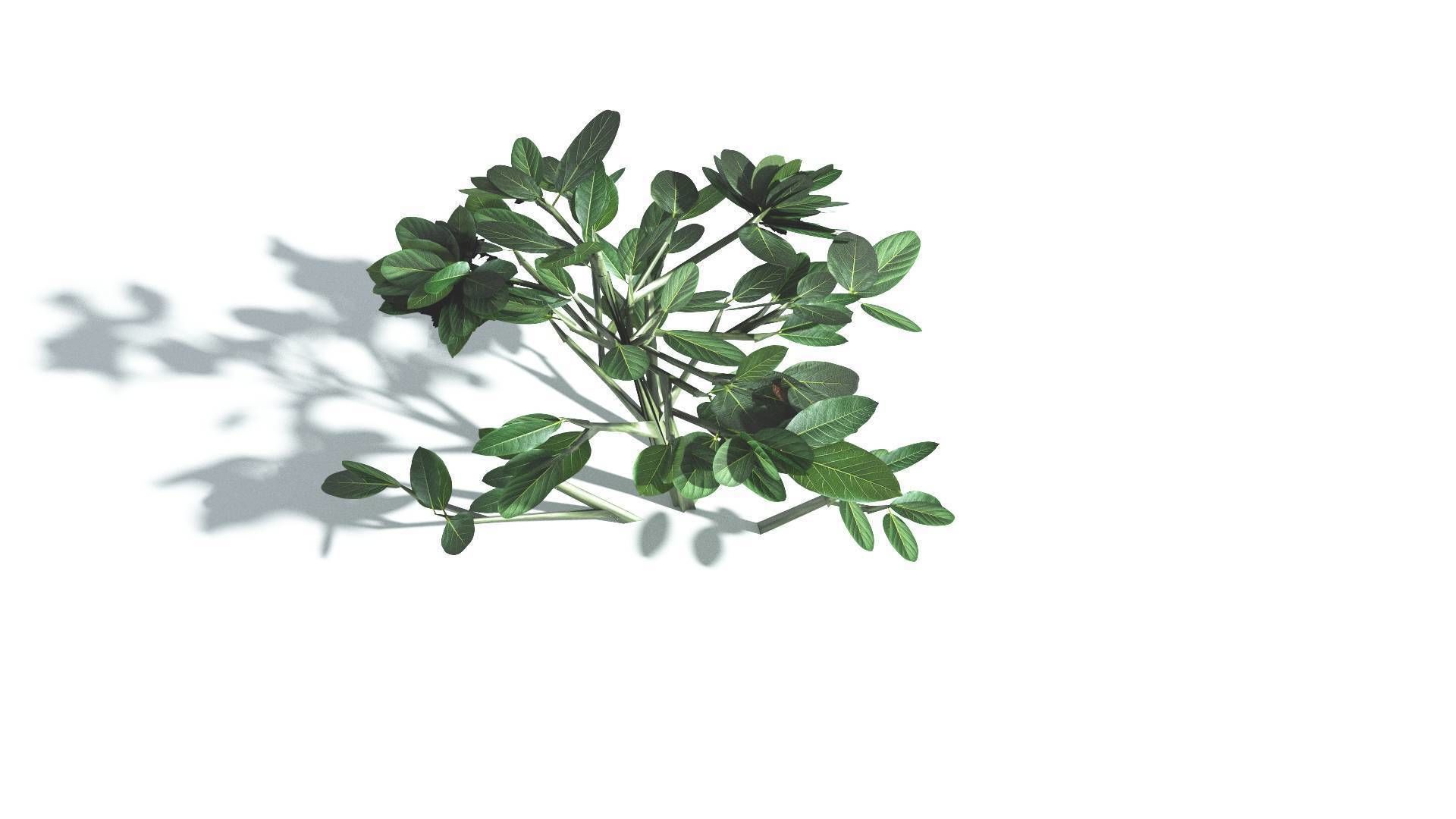 EVERYPlant Tree Heliotrope 4 --14 Models-- 3D model_28