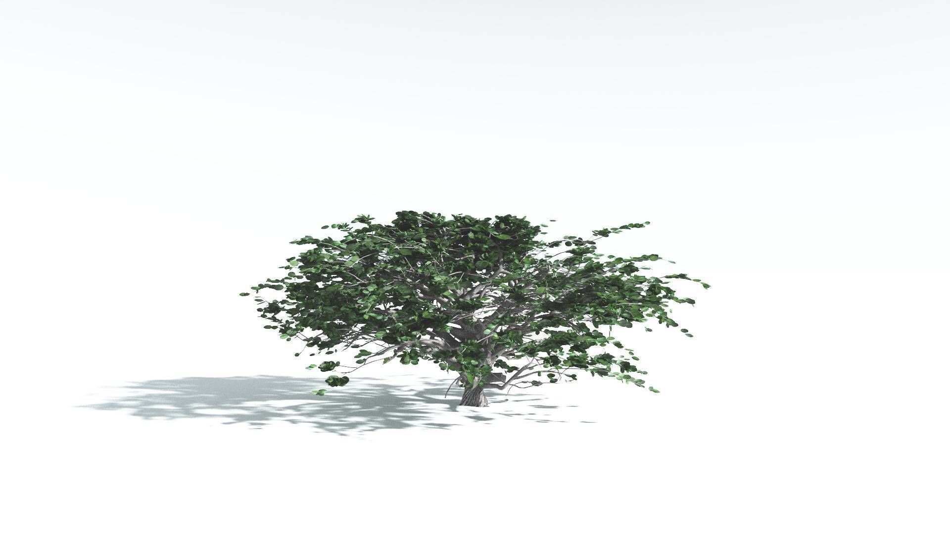 EVERYPlant Tree Heliotrope 4 --14 Models-- 3D model_11