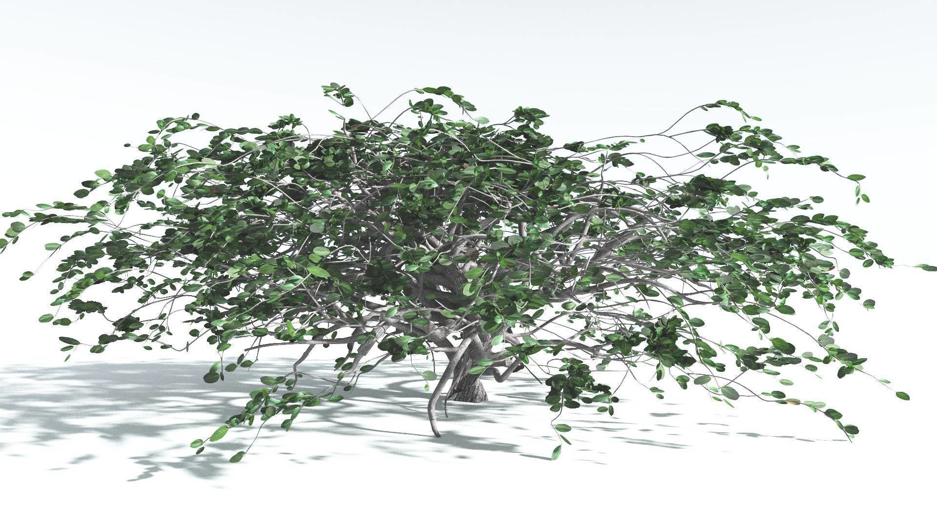 EVERYPlant Tree Heliotrope 4 --14 Models-- 3D model_21