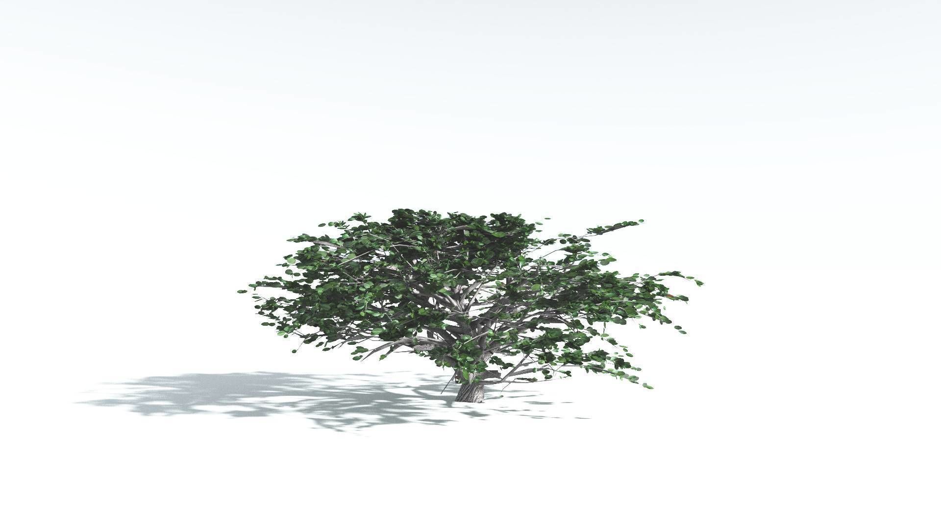 EVERYPlant Tree Heliotrope 4 --14 Models-- 3D model_29