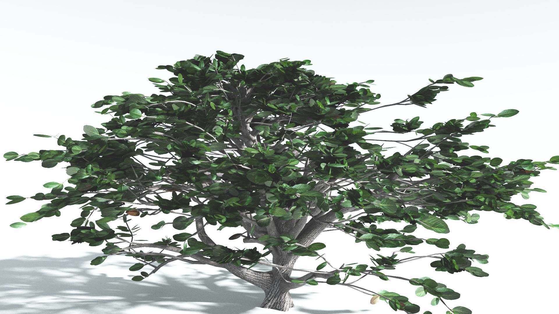 EVERYPlant Tree Heliotrope 4 --14 Models-- 3D model_24