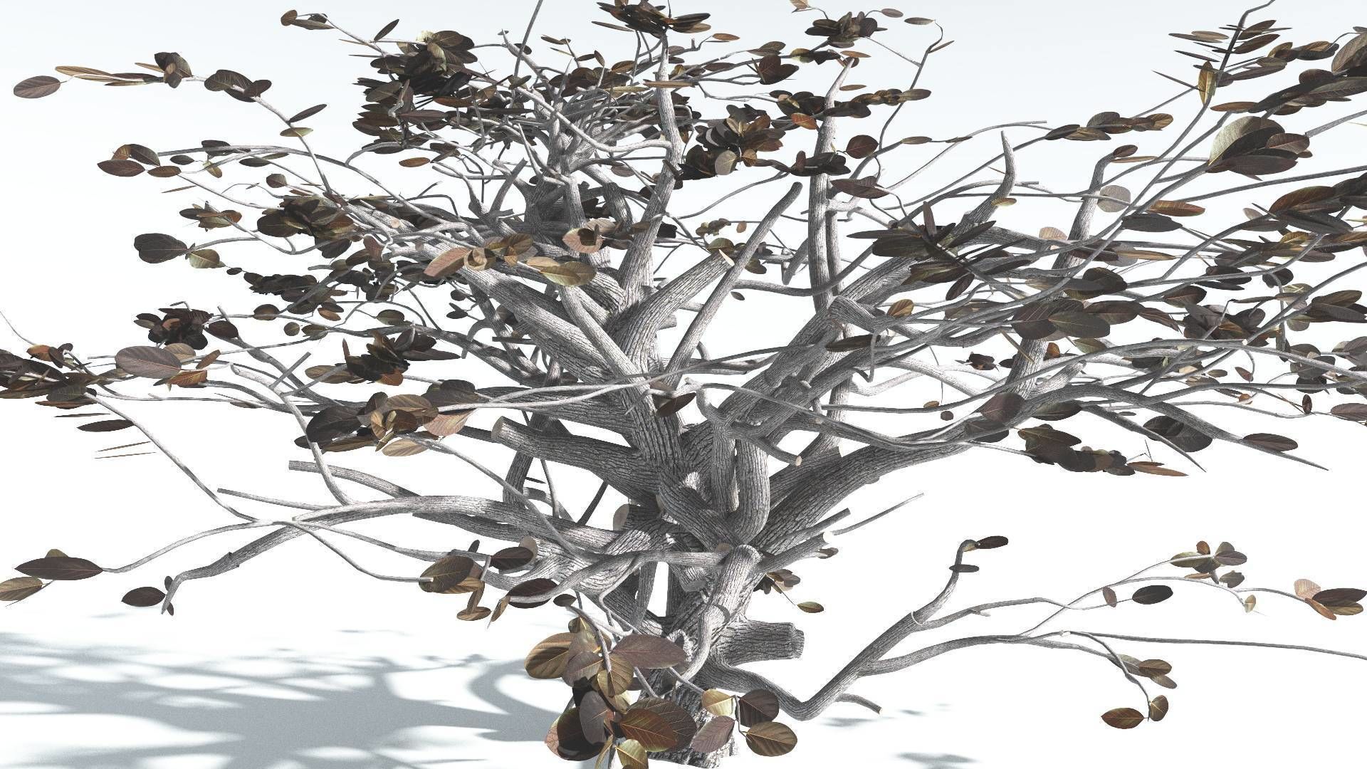 EVERYPlant Tree Heliotrope 4 --14 Models-- 3D model_16