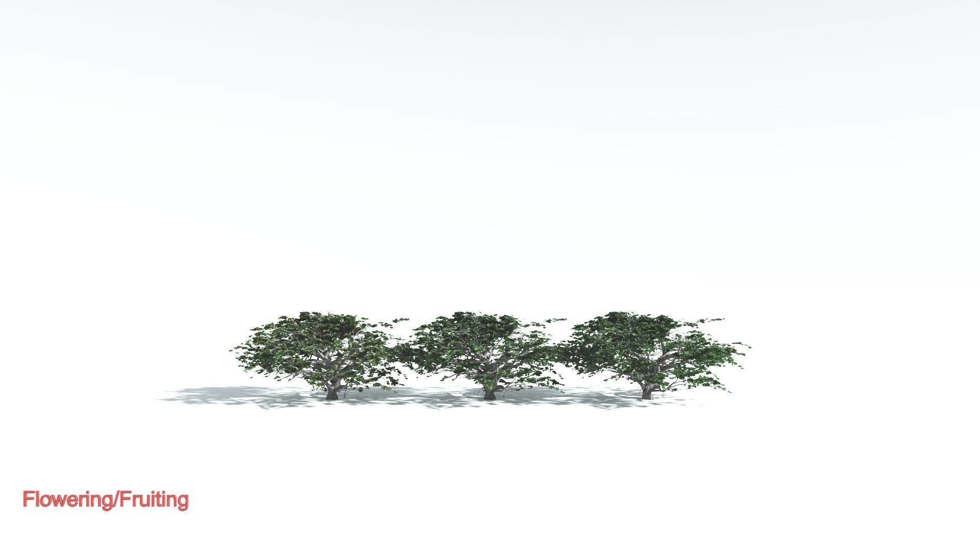 EVERYPlant Tree Heliotrope 4 --14 Models-- 3D model_1