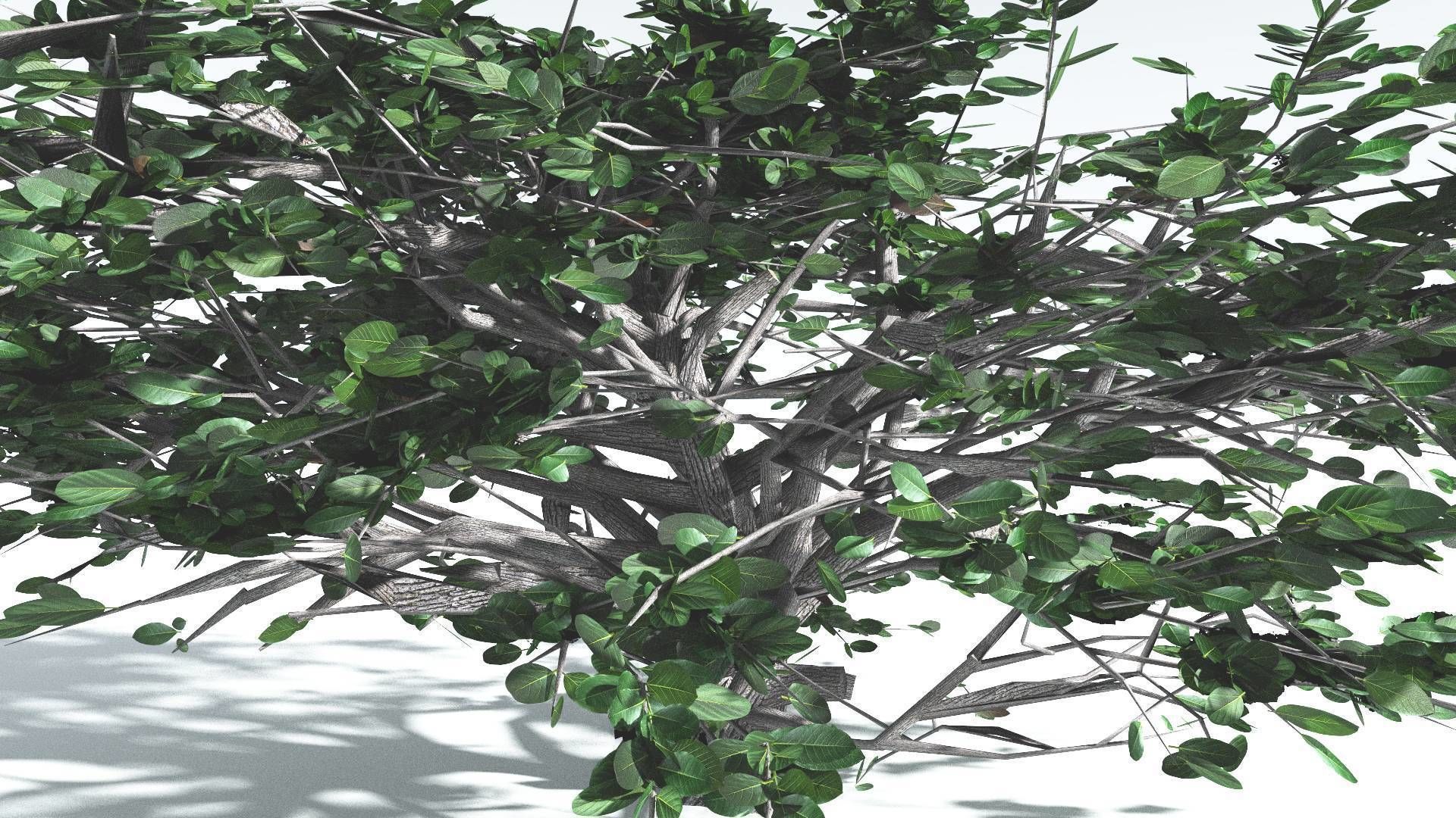 EVERYPlant Tree Heliotrope 4 --14 Models-- 3D model_30
