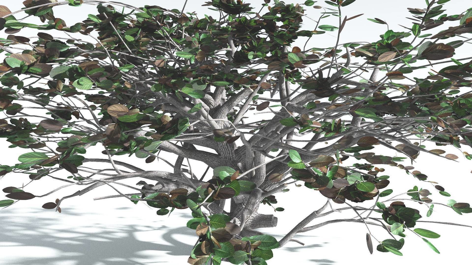 EVERYPlant Tree Heliotrope 4 --14 Models-- 3D model_14
