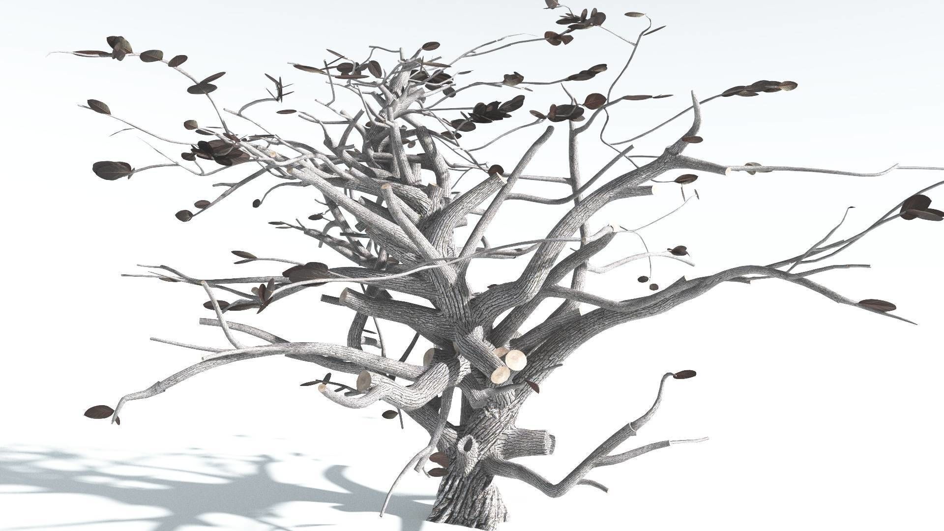 EVERYPlant Tree Heliotrope 4 --14 Models-- 3D model_18