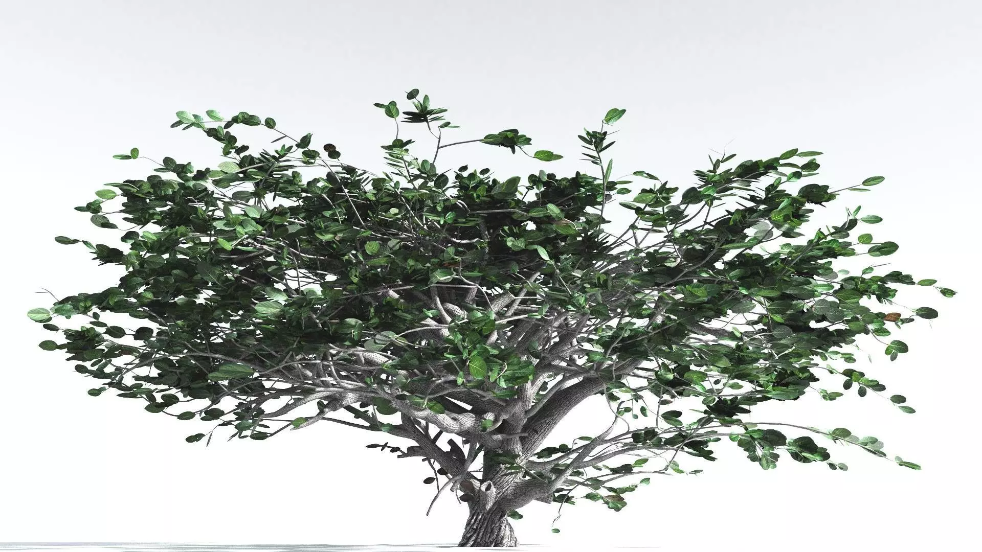 EVERYPlant Tree Heliotrope 4 --14 Models-- 3D model_0