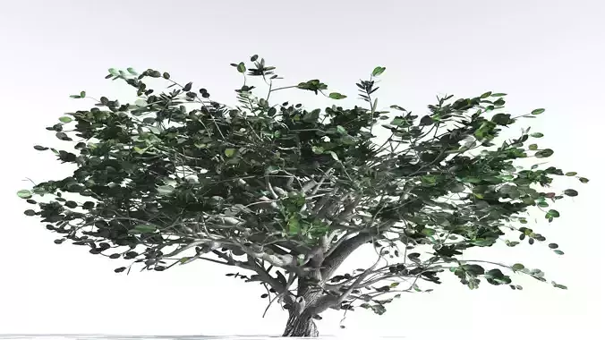 EVERYPlant Tree Heliotrope 4 --14 Models--