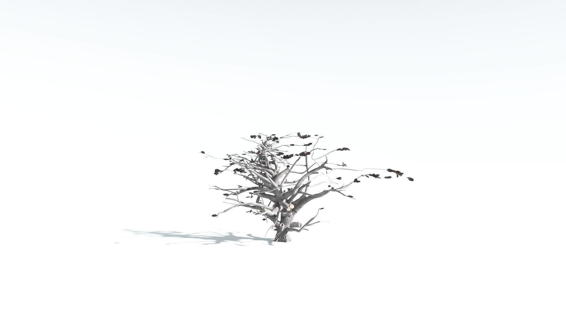 EVERYPlant Tree Heliotrope 4 --14 Models-- 3D model_17