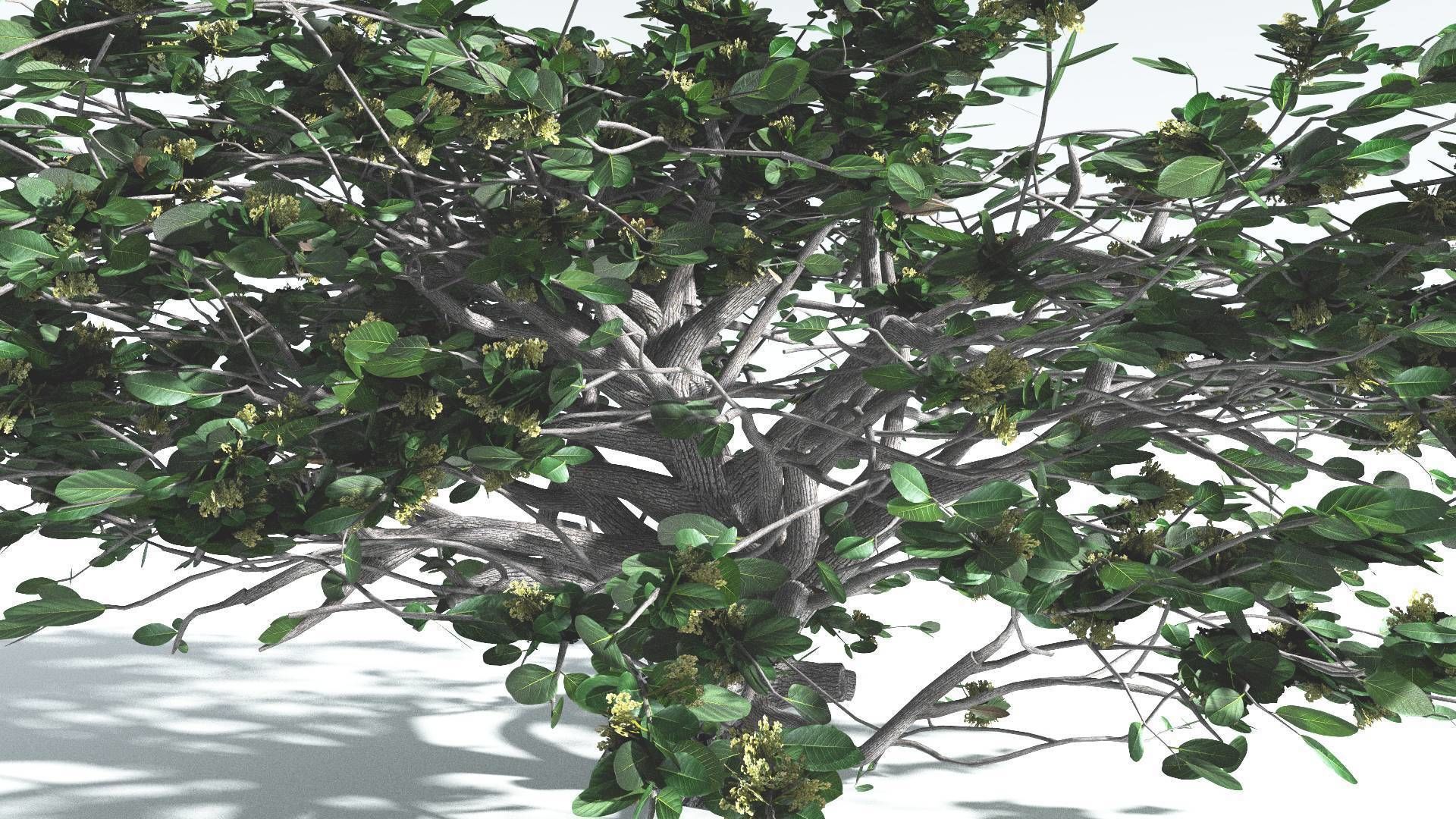 EVERYPlant Tree Heliotrope 4 --14 Models-- 3D model_8