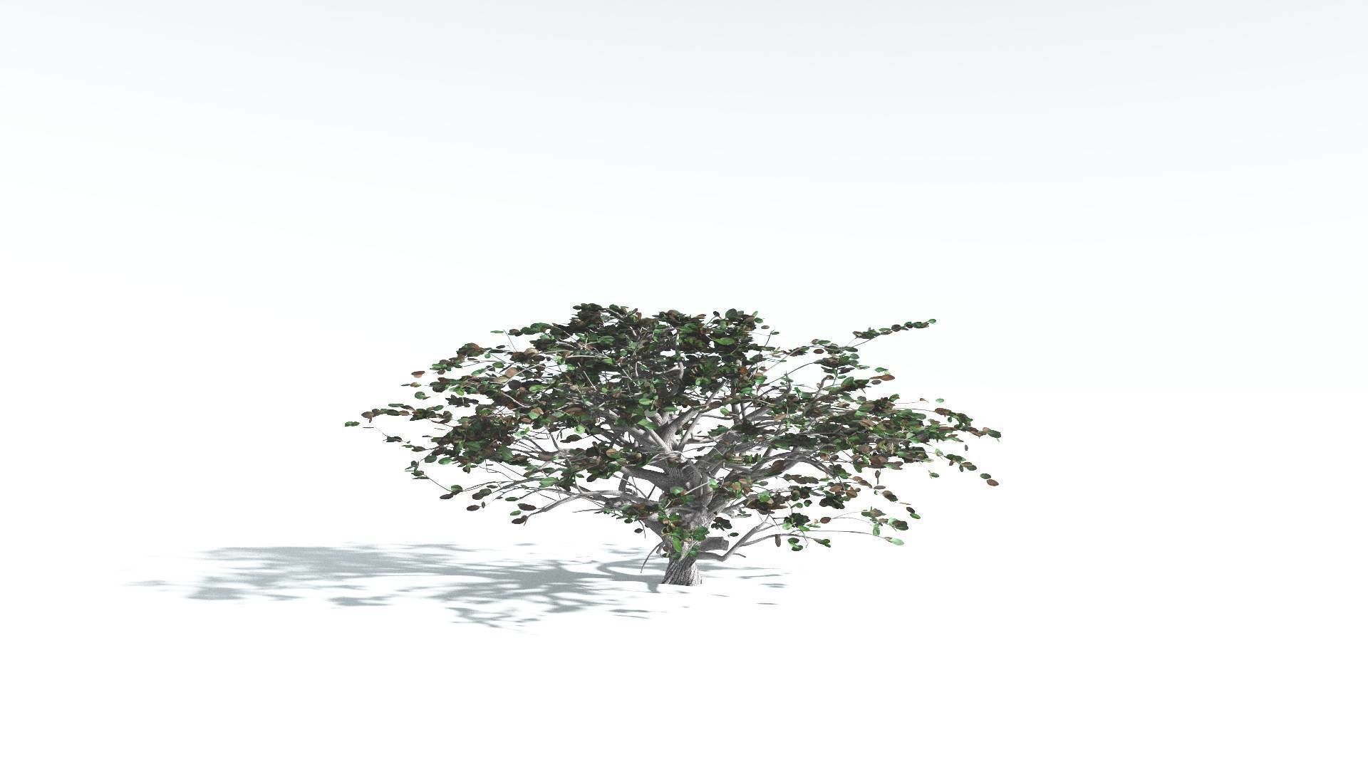 EVERYPlant Tree Heliotrope 4 --14 Models-- 3D model_13