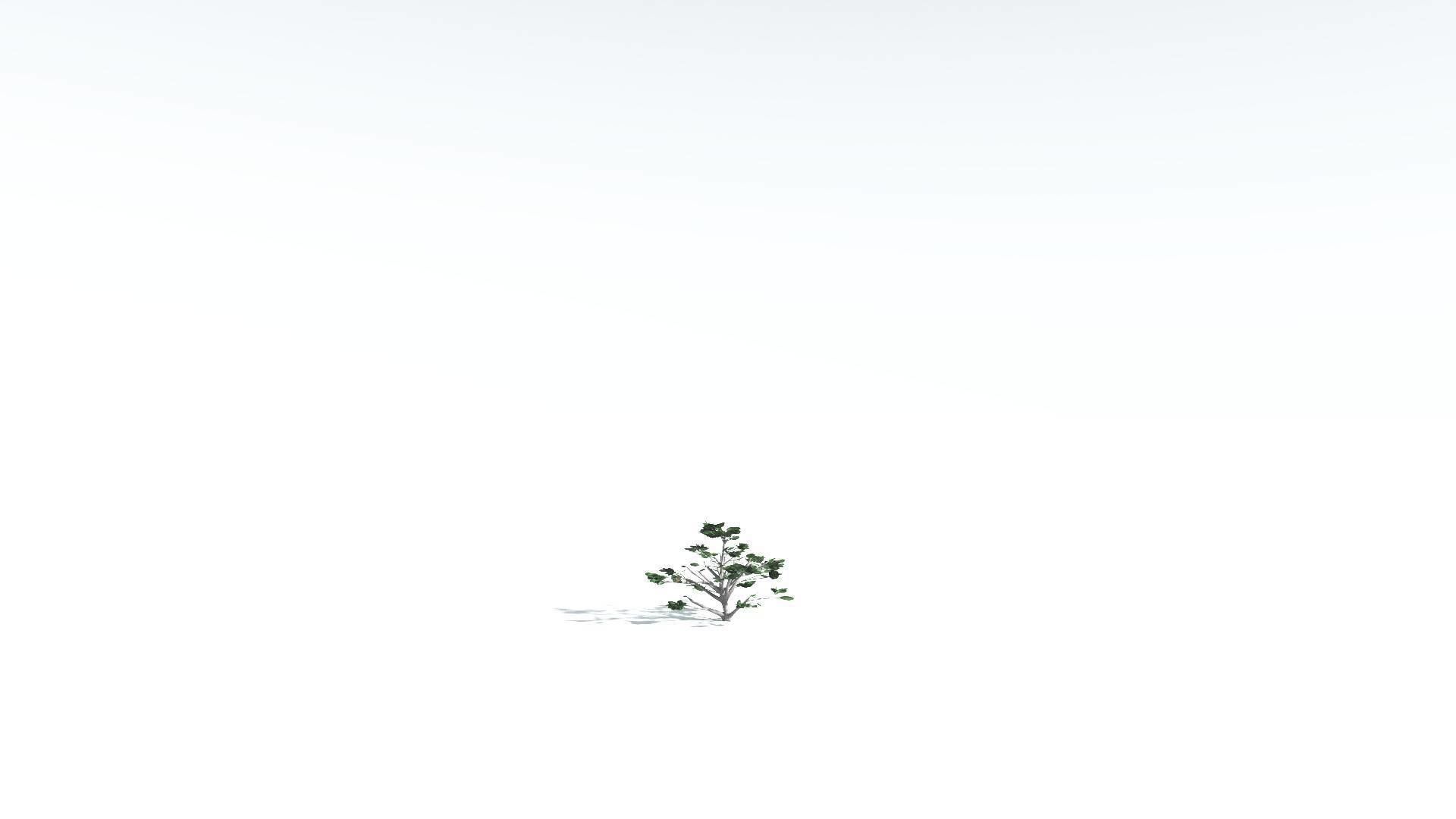 EVERYPlant Tree Heliotrope 4 --14 Models-- 3D model_25