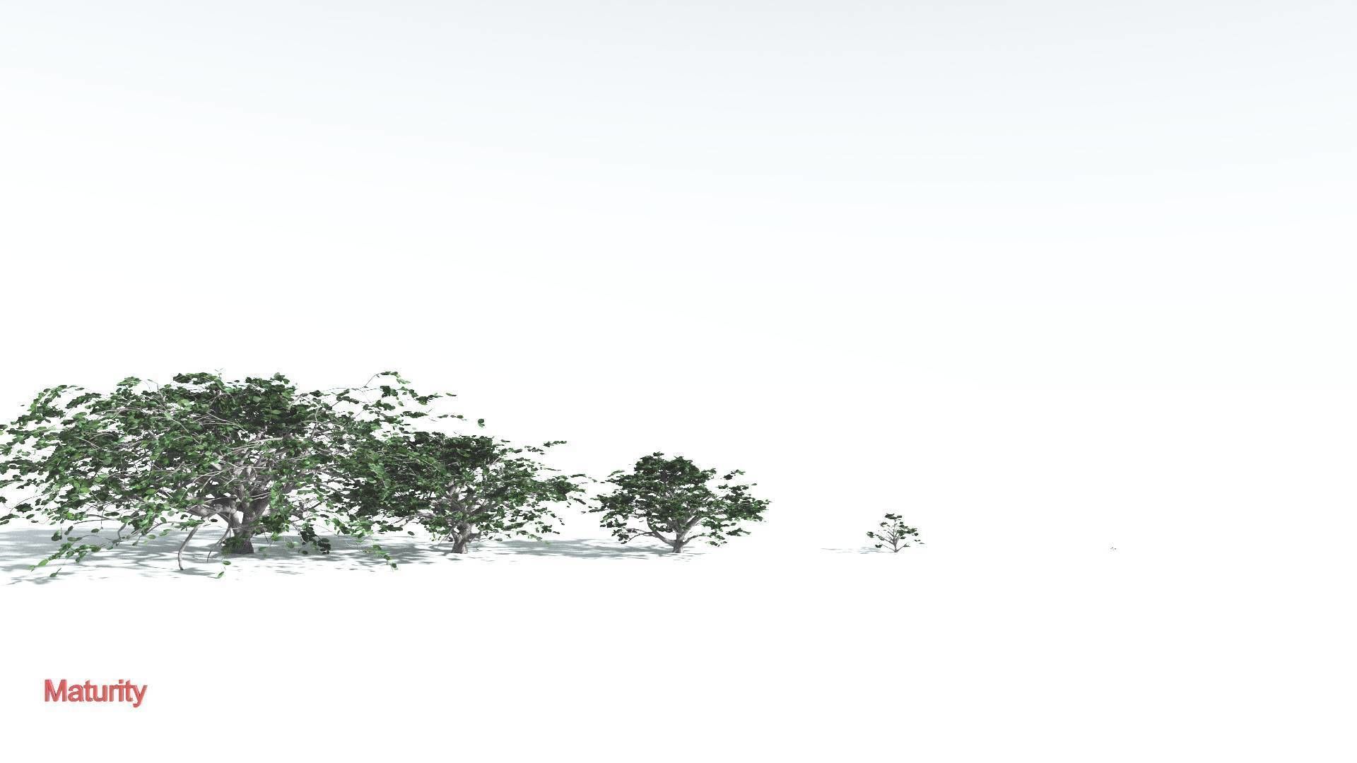 EVERYPlant Tree Heliotrope 4 --14 Models-- 3D model_3