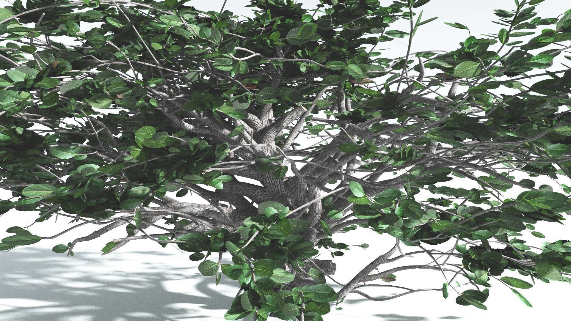 EVERYPlant Tree Heliotrope 4 --14 Models-- 3D model_32