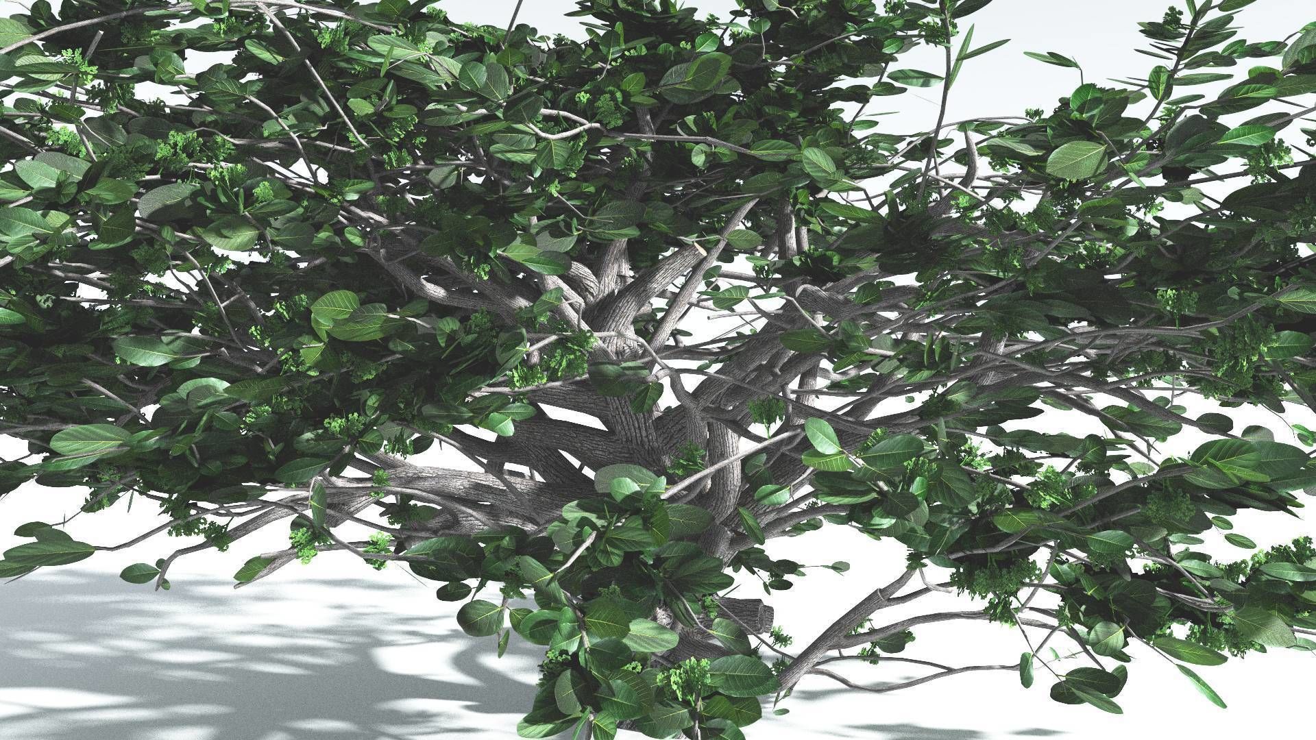 EVERYPlant Tree Heliotrope 4 --14 Models-- 3D model_10