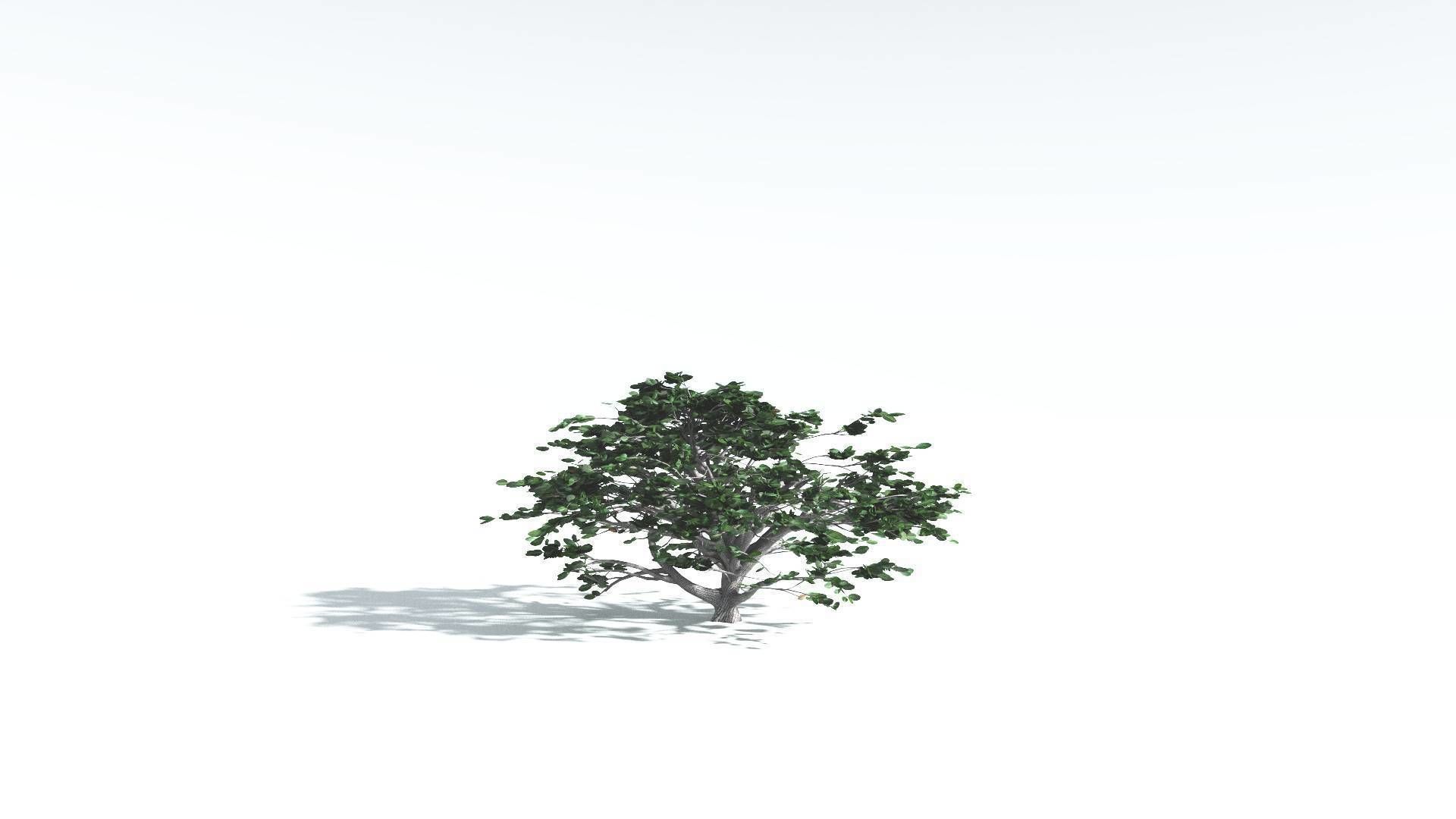 EVERYPlant Tree Heliotrope 4 --14 Models-- 3D model_23