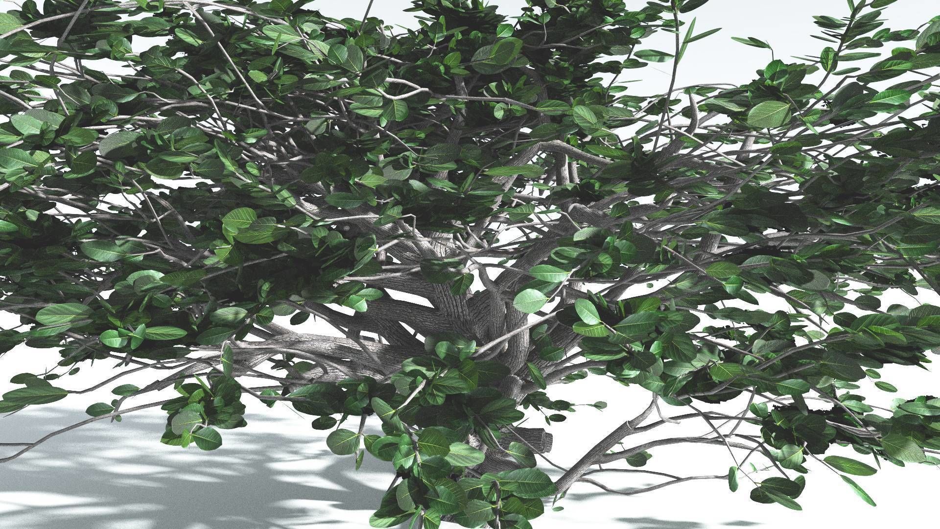 EVERYPlant Tree Heliotrope 4 --14 Models-- 3D model_12