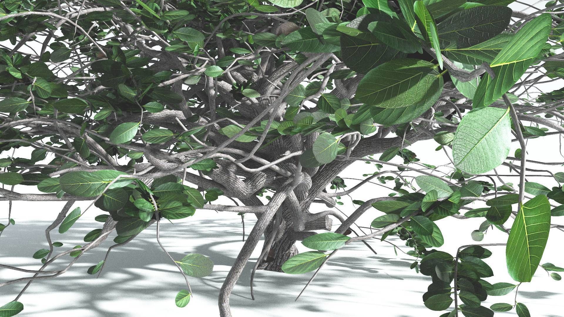 EVERYPlant Tree Heliotrope 4 --14 Models-- 3D model_22