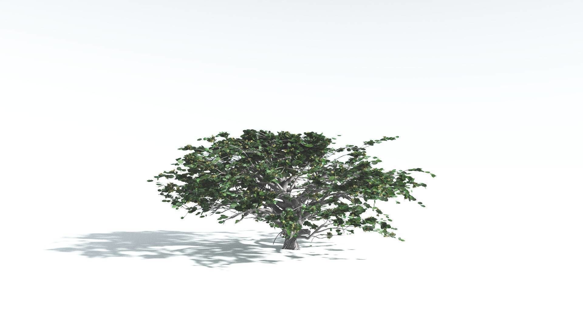EVERYPlant Tree Heliotrope 4 --14 Models-- 3D model_7