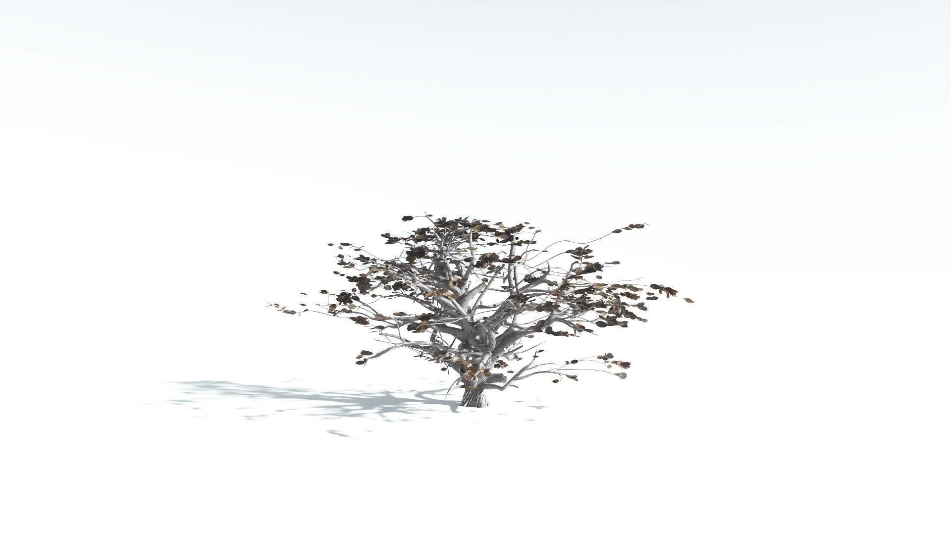 EVERYPlant Tree Heliotrope 4 --14 Models-- 3D model_15