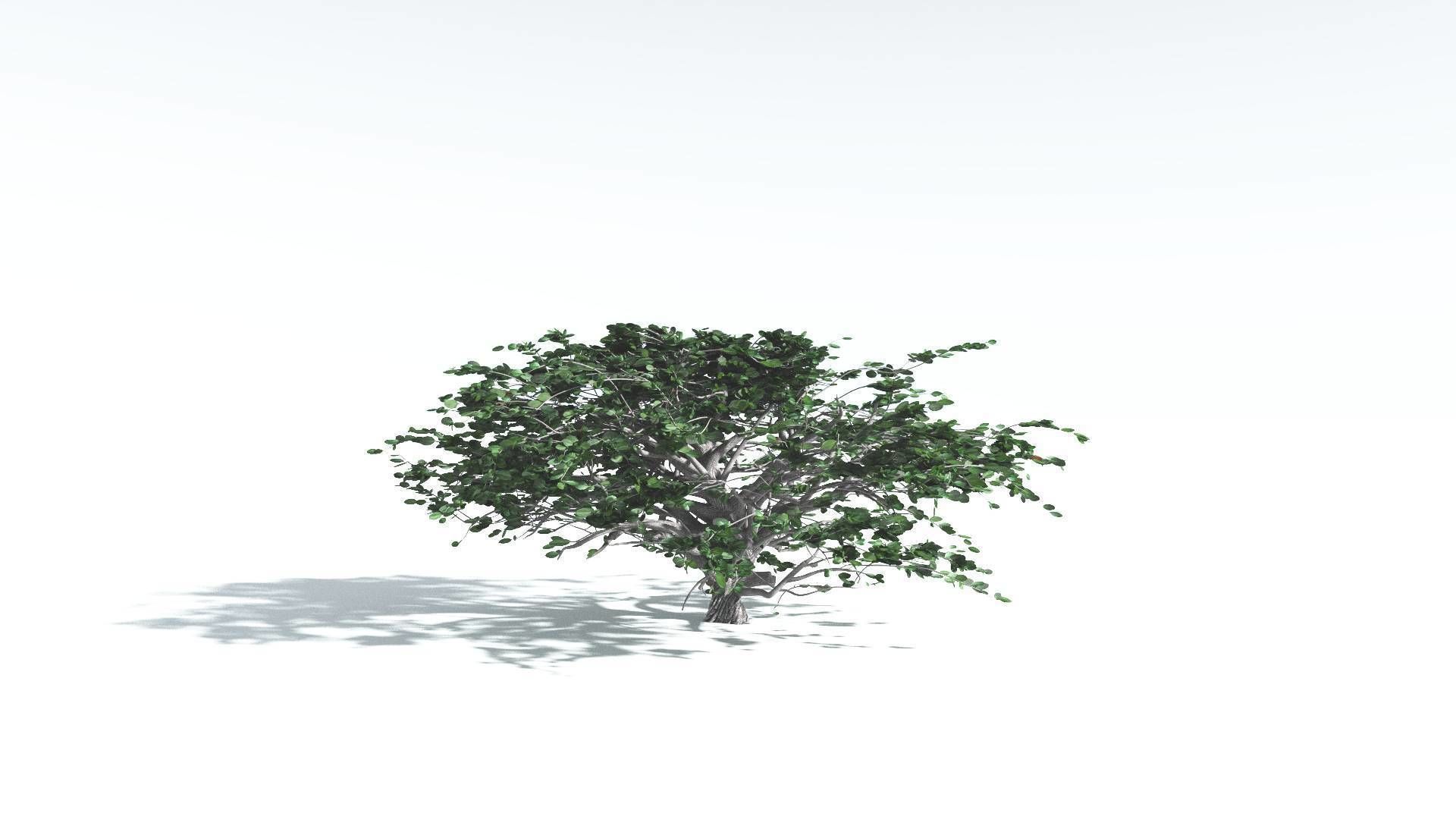EVERYPlant Tree Heliotrope 4 --14 Models-- 3D model_31