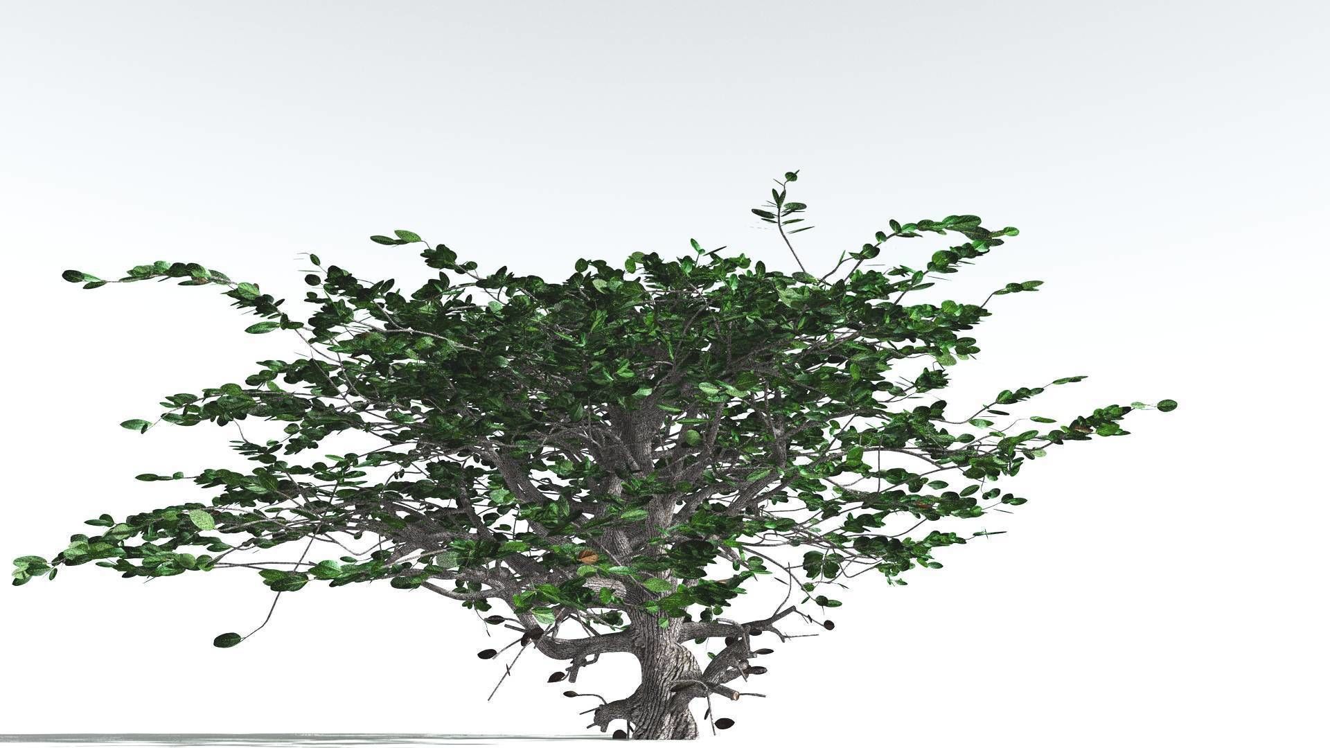 EVERYPlant Tree Heliotrope Bundle --56 Models-- 3D Model Collection_3