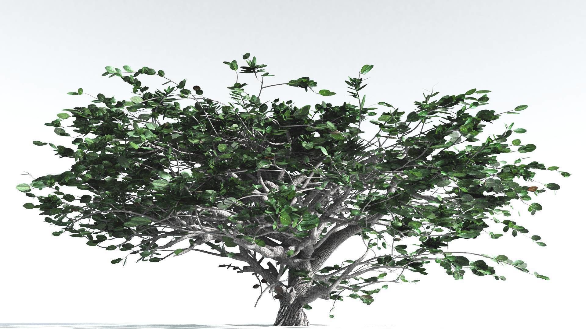 EVERYPlant Tree Heliotrope Bundle --56 Models-- 3D Model Collection_7