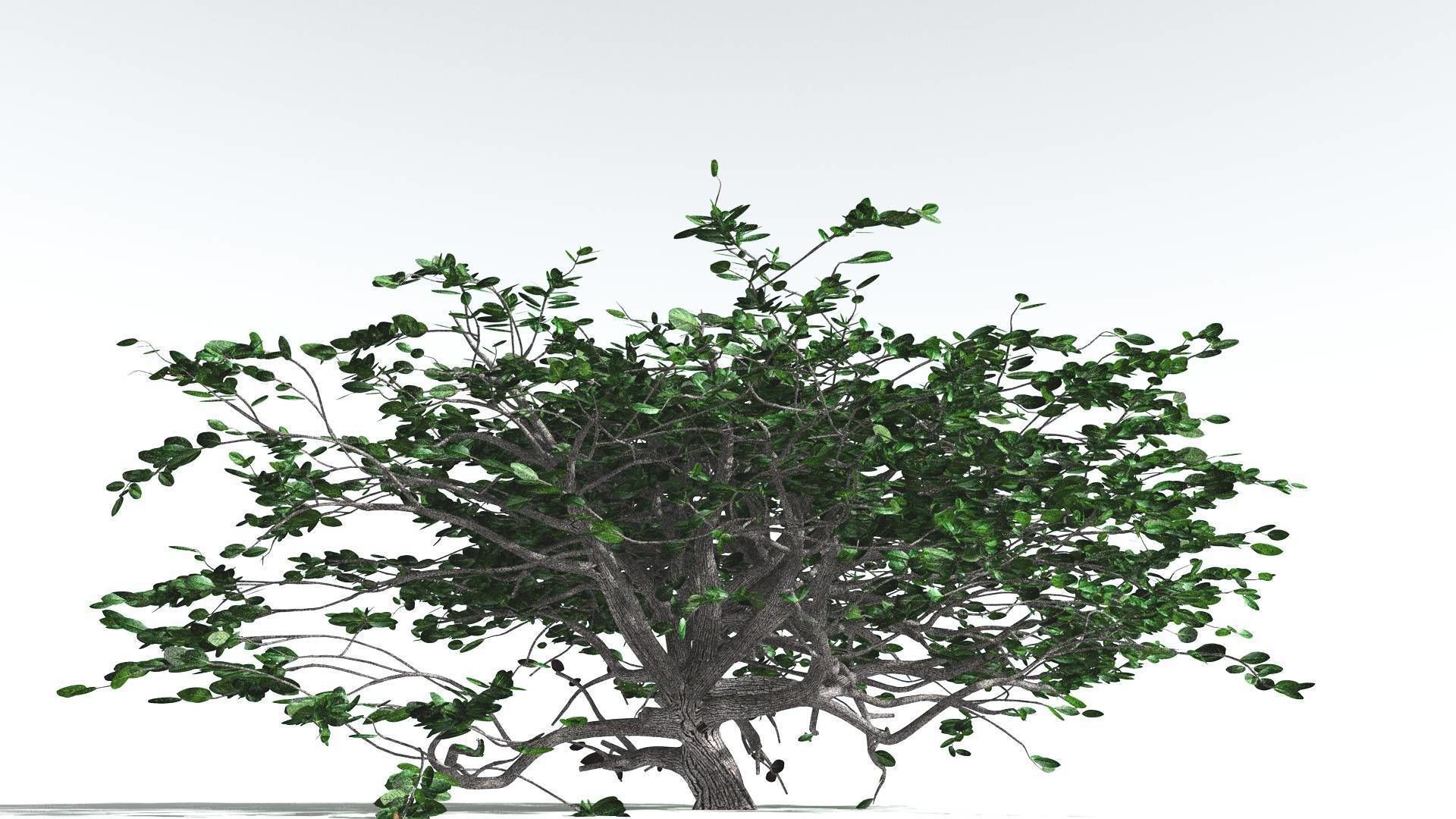 EVERYPlant Tree Heliotrope Bundle --56 Models-- 3D Model Collection_1