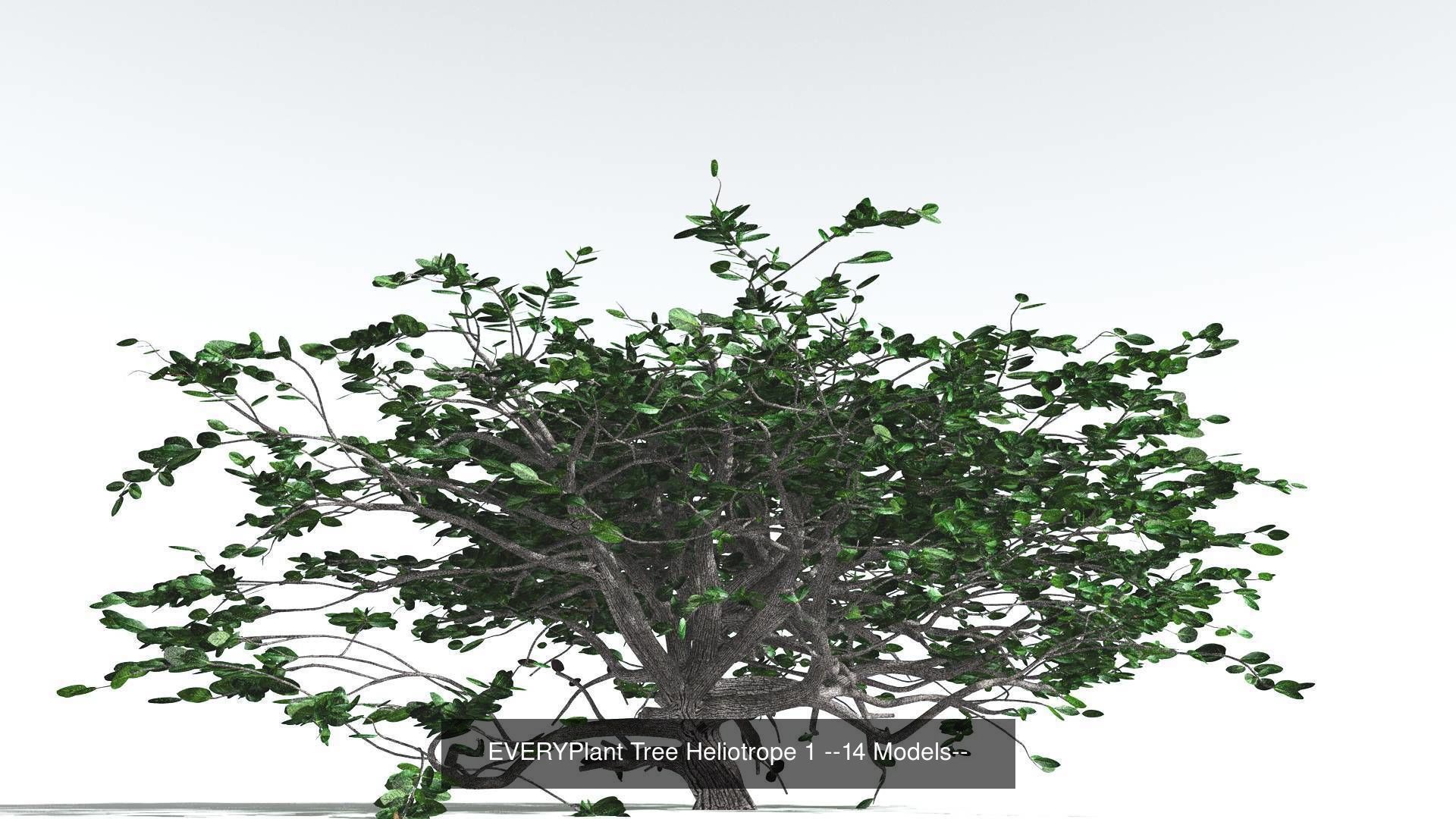 EVERYPlant Tree Heliotrope Bundle --56 Models-- 3D Model Collection_2