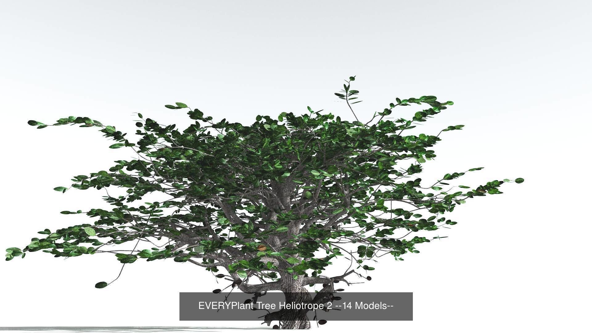 EVERYPlant Tree Heliotrope Bundle --56 Models-- 3D Model Collection_4