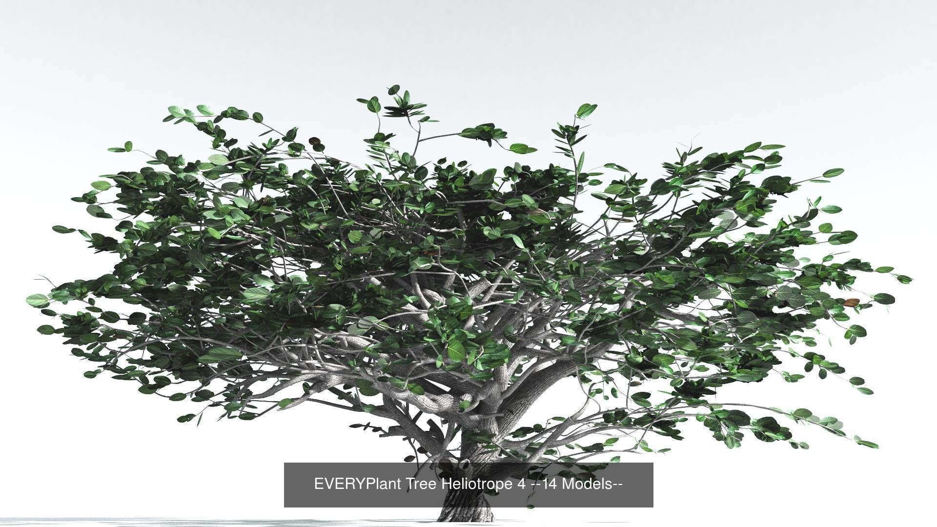 EVERYPlant Tree Heliotrope Bundle --56 Models-- 3D Model Collection_8