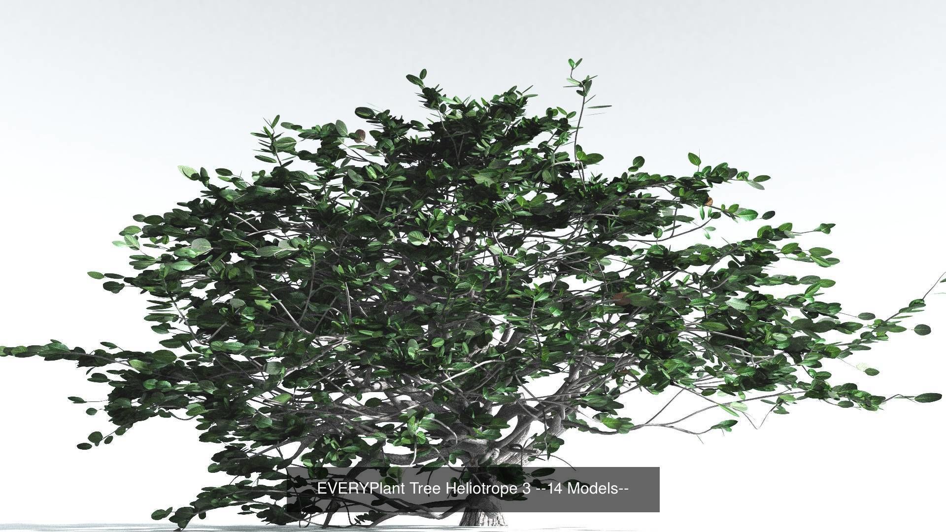 EVERYPlant Tree Heliotrope Bundle --56 Models-- 3D Model Collection_6