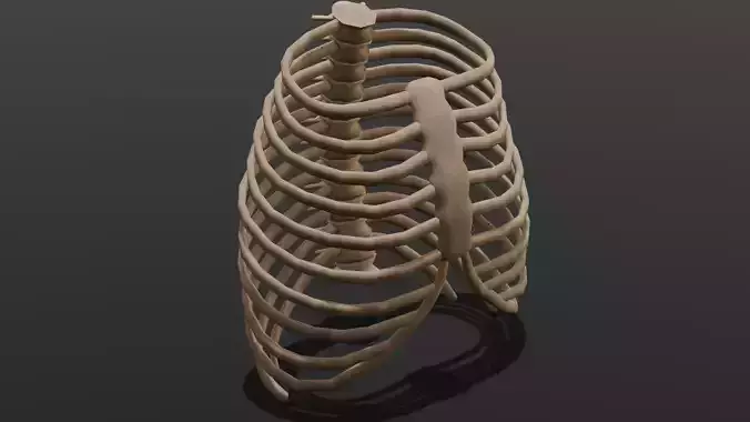 Human Rib Bone 3D Model