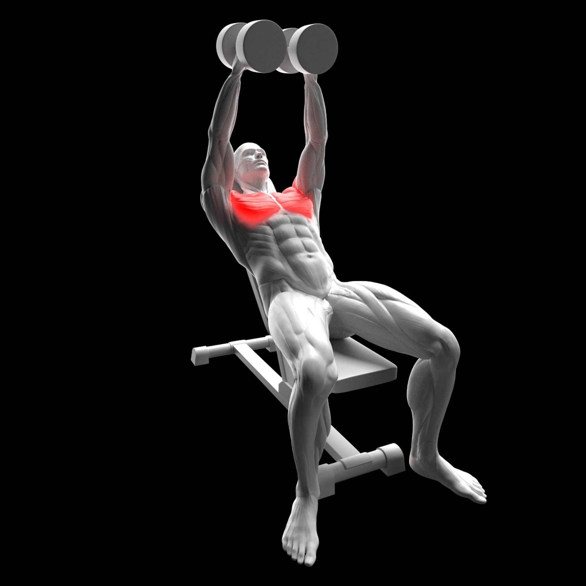 Dumbbell Flys 3D model_2