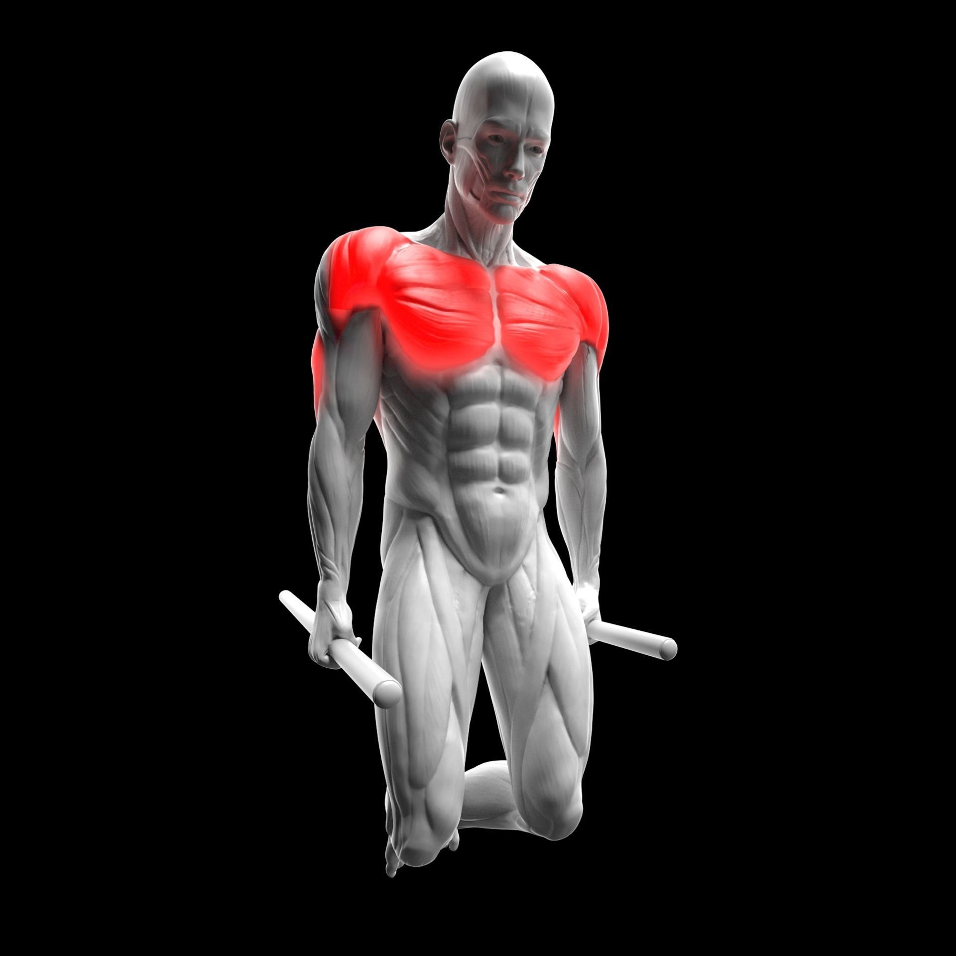 Parallel Bar Dips 3D model_2