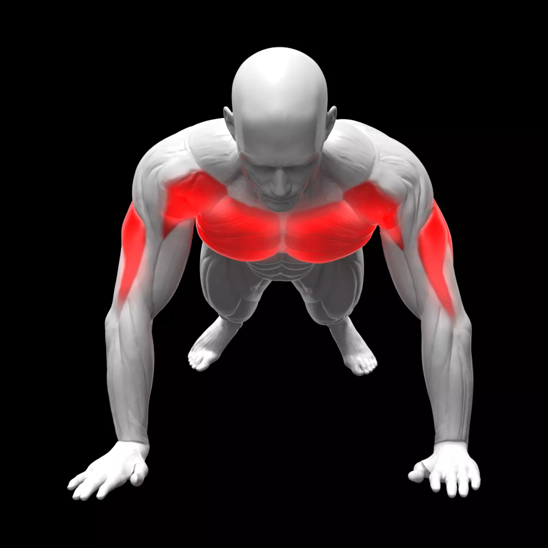 Push Ups 3D model